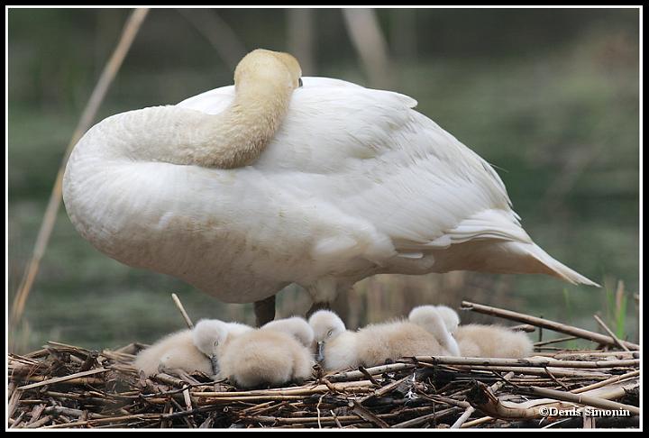 Couvée de cygnes